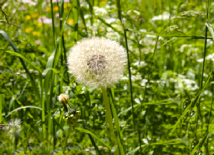 Intolérances et Allergies