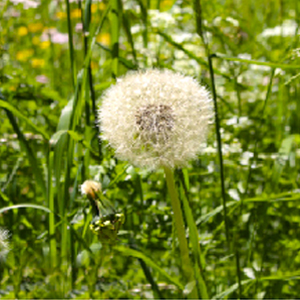 Intélorances et allergies